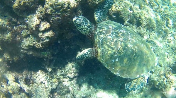 our snorkeling buddy
